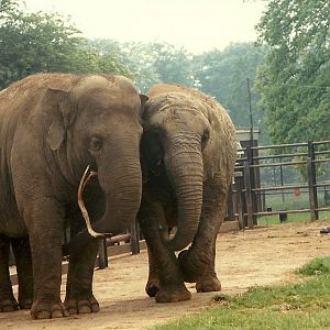 Elephants, May 1985