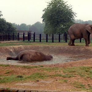 Elephants, May 1985