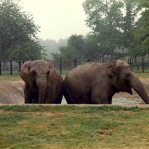 Elephants, May 1985
