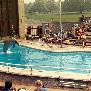 Dolphin Show, May 1985