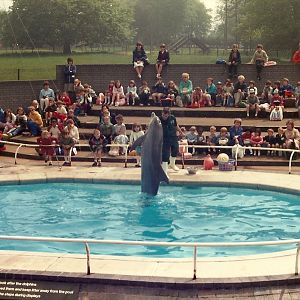 Dolphin Show, May 1985