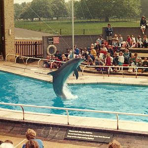 Dolphin Show, May 1985