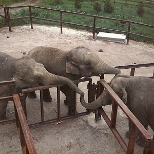 Asiatic Elephants, May 1984