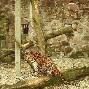 Leopard, 1981