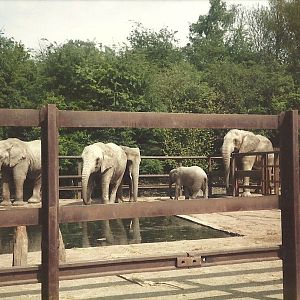 African Elephants, May 1984