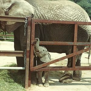 African Elephant and calf, possibly June 1982