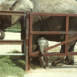 African Elephant and calf, possibly June 1982