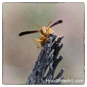 paper wasp (wild)