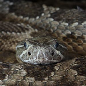 prairie rattlesnake