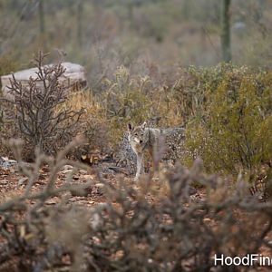 coyote in natural exhibit