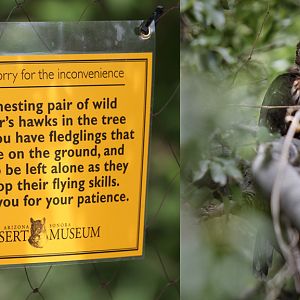 coopers hawk fledgling