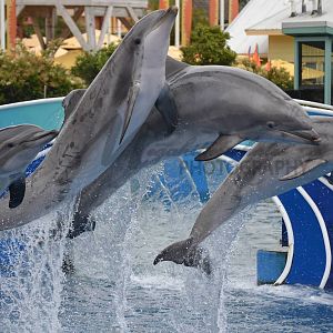 Bullett, Karina, Melanie, and Venus