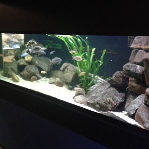 Chiclid aquarium
