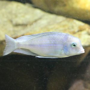 Blue dolphin chiclid