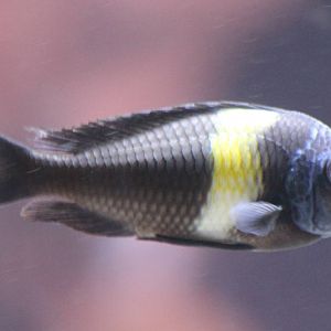 Tropheus duboisi