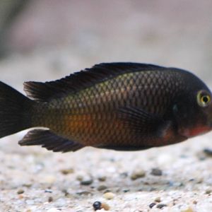 Tropheus moorii