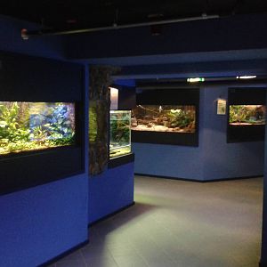 Several aquariums