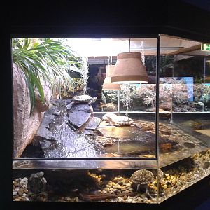 Turtle enclosure