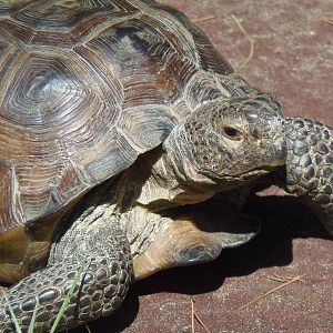Gopher Tortoise
