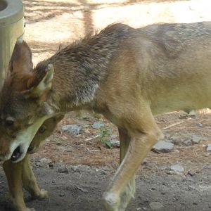Red Wolf Pup and Mom