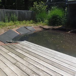 American Alligator Exhibit
