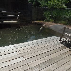 American Alligator Exhibit