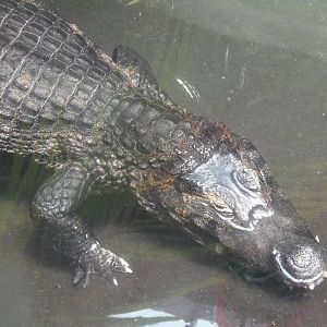 Yacare Caiman