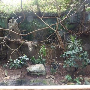 South American Rainforest Aviary