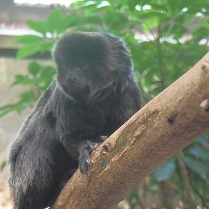 Goeldi's Monkey