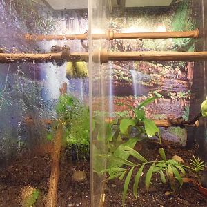 Emerald Tree Boa Exhibit