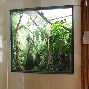 New Pygmy Marmoset Exhibit