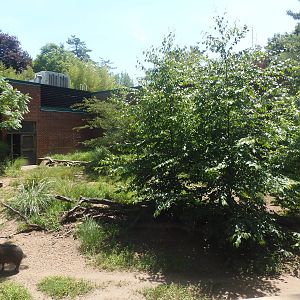 Chacoan Peccary Exhibit