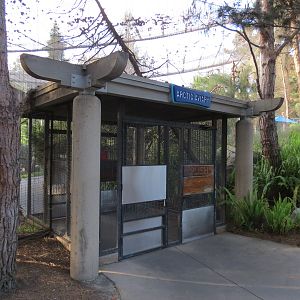 Northern Frontier - Polar Bear Plunge - Arctic Aviary