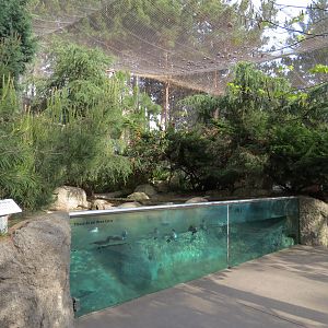 Northern Frontier - Polar Bear Plunge - Arctic Aviary