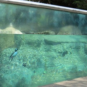 Northern Frontier - Polar Bear Plunge - Arctic Aviary