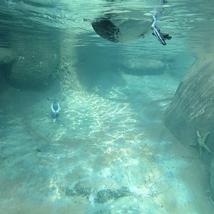 Northern Frontier - Polar Bear Plunge - Arctic Aviary