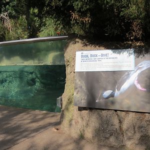 Northern Frontier - Polar Bear Plunge - Arctic Aviary