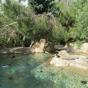 Northern Frontier - Polar Bear Plunge - Arctic Aviary