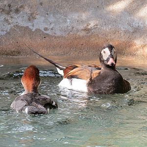 Northern Frontier - Polar Bear Plunge - Arctic Aviary - Long-tailed Duck