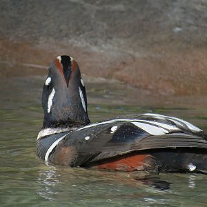 Northern Frontier - Polar Bear Plunge - Arctic Aviary - Harlequin Duck