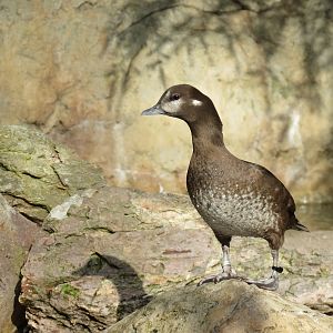 Northern Frontier - Polar Bear Plunge - Arctic Aviary - Harlequin Duck
