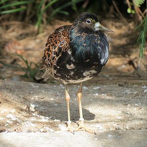 Northern Frontier - Polar Bear Plunge - Arctic Aviary - Ruff