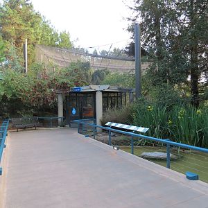 Northern Frontier - Polar Bear Plunge - 2 Waterfowl Exhibits