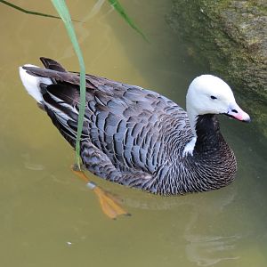 Northern Frontier - Polar Bear Plunge - 2 Waterfowl Exhibits - Emperor Goos