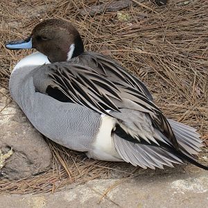 Northern Frontier - Polar Bear Plunge - 2 Waterfowl Exhibits - Northern Pin