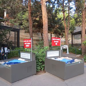 Northern Frontier - Polar Bear Plunge - Ice Melt Interpretives