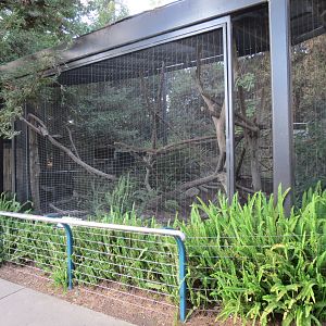 Northern Frontier - Polar Bear Plunge - Raccoon Exhibit