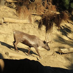 Northern Frontier - Polar Bear Plunge - Siberian Reindeer Exhibit