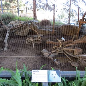 Northern Frontier - Polar Bear Plunge - Arctic Fox Exhibit