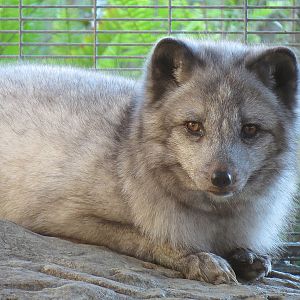 Northern Frontier - Polar Bear Plunge - Arctic Fox Exhibit